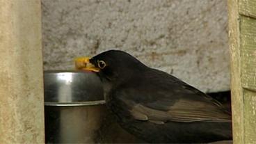 Bild: WDR Amsel klaut Futter