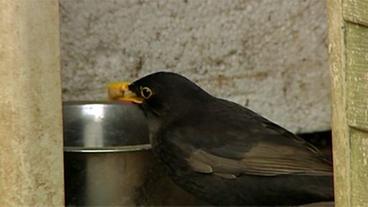 Amsel klaut Futter