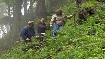 Freiwillige des Bergwaldprojekts bei der Arbeit