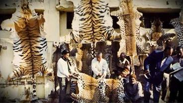 Bild: WDR Tigerfelle an einem Straßenstand in Indien
