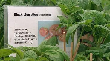 Bild: NDR Tomate "Black Sea Man"