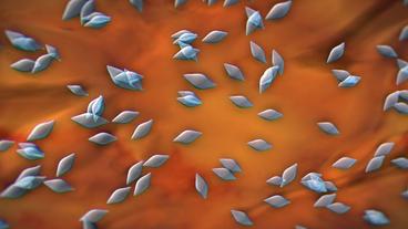 Bild: NDR Toxoplasma gondii
