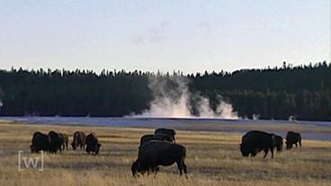 Bison weiden, im Hintergrund ist der Rauch einer heißen Quelle zu sehen