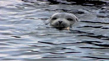 Bild: NDR Eine Robbe im Wasser