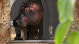 Flusspferd geht in den Hippodom