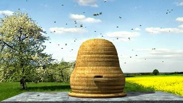 Bienen sind für viele Nutzpflanzen wichtig (Bild-Collage: NDR)