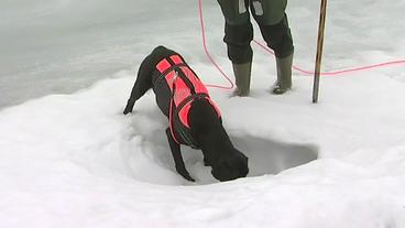Ein Suchhund hat eine Robbenhöhle gefunden