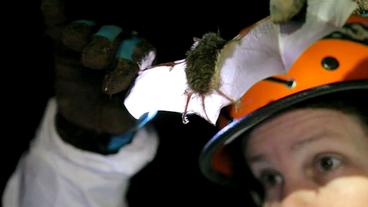 Dr. DeeAn Reeder überprüft in einer Höhle in Pennsylvania, ob die Fledermäuse an Schnauze und Flügeln vom Pilz befallen sind.