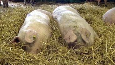 Zufrieden Schweine liegen im Stroh