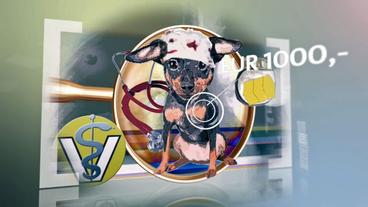 Bild: BR So viel kostet ein Herzschrittmacher – für Hunde