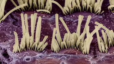 Aufnahme von Haarzellen im Innenohr