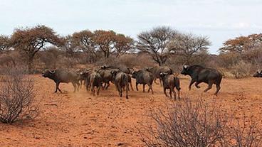Eine Herde Büffel rennt durch die Savanne