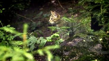 Bild: BR Wildkatze