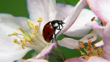 Ein Marienkäfer in einer Apfelblüte