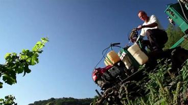 Einer der Winzer fährt mit einem Traktor den Hang hinunter