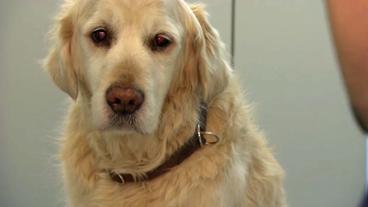 Bild: NDR Golden Retriever beim Tierarzt
