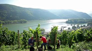 Weinlese im Steilhang