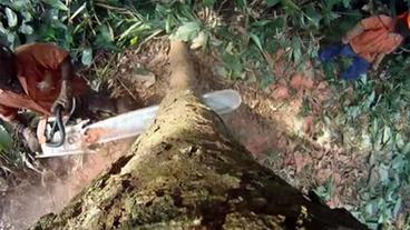 Ein Arbeiter fällt einen Baum mit einer Kettensäge
