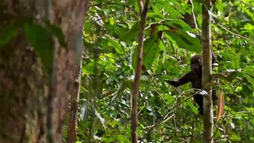 Gorilla sitzt in den Bäumen