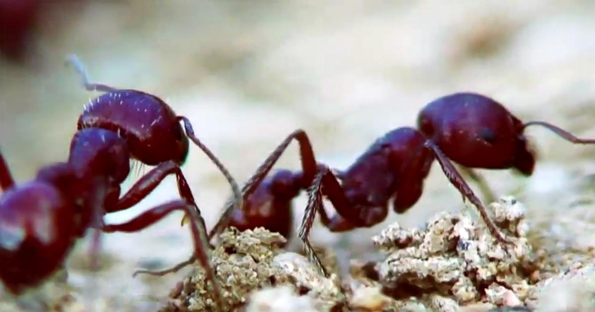 Superhirn Ameisenkolonie - W wie Wissen - ARD | Das Erste