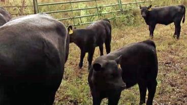 Drei gleichaussehende, schwarze Kälber auf der Weide