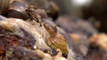 Bild: SWR Muscheln aus der Bodenprobe