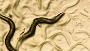 Vergrößerte Aufnahme vom Wurm Caenorhabditis elegans