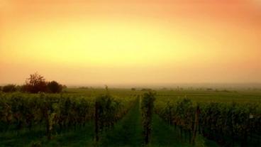Bild: WDR Weinberg bei Sonnenaufgang