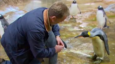 Hoffnung für einen der seltensten Pinguine der Welt