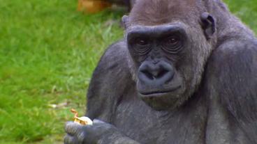 Ein Gorilla guckt in die Kamera