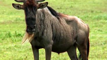 Ein Gnu