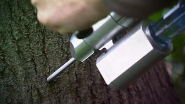 Nadel der Impfpistole in der Rinde eines Baums (NDR).