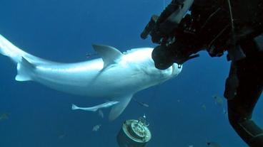 Filmer mit einem Weißen Hai