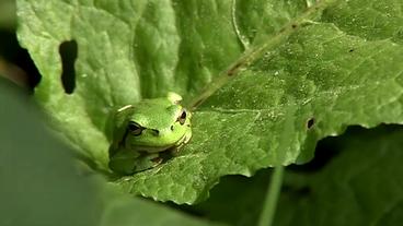 Bild: BR Laubfrosch
