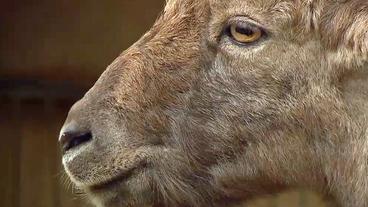 Ein Alpensteinbock