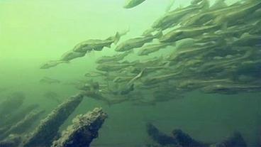Bild: NDR Ein Fischschwarm