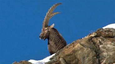 Ein Alpensteinbock