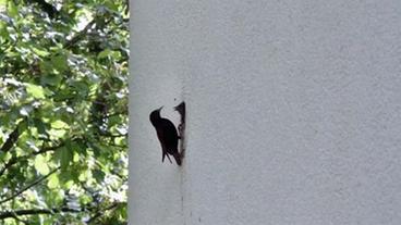 Ein Vogel füttert sein Junges im Fassadennest