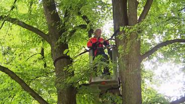 Arbeiter verbindet mit einem Seil zwei Stämmlinge im Baum (NDR).