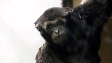 Junger Gibbon