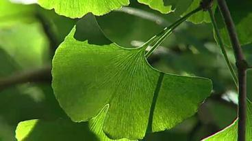 Blatt vom Ginkgo-Baum