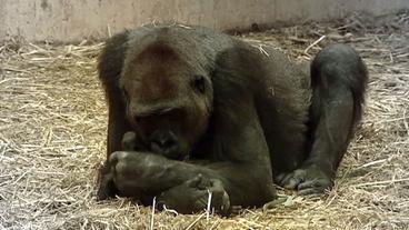 Ein Gorillaweibchen mit seinem toten Kind