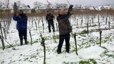 Bild: WDR Rebschnitt im Weinberg "Johannitergarten"