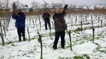 Rebschnitt im Weinberg "Johannitergarten"