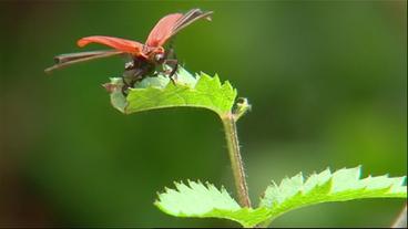 roter Käfer auf einem Blatt (BR)