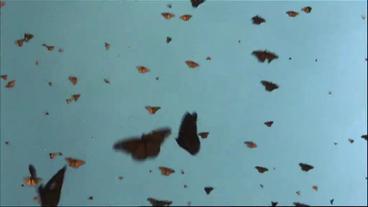 Bild: BR Monarchfalter im Flug