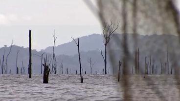 Bild: NDR Bäume ragen aus dem Stausee heraus