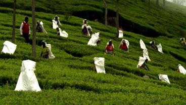 Hänge mit grünen Teesträuchern und Arbeiterinnen