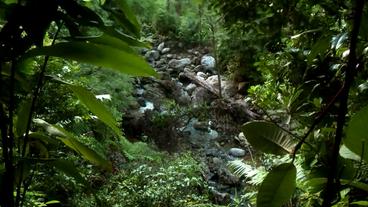 Masoala Nationalpark auf Madagaskar