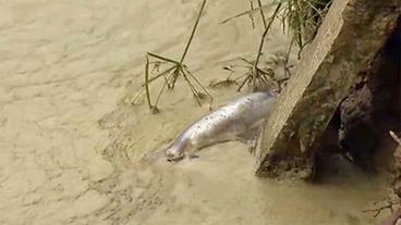 Ein toter Fisch in einem der Zuchtteiche